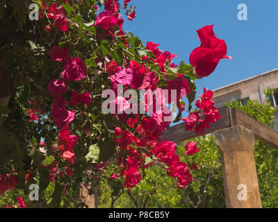 Magenta brattee della bougainvillea glabra, un vitigno ornamentali, visto nel Vescovo il giardino in Palma di Mallorca, Spagna. Foto Stock