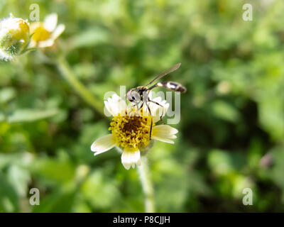 Asuncion, Paraguay. 10 luglio 2018. Il sole del pomeriggio ad Asuncion è abbondante, mentre l'hoverfly (Pseudodorus clavatus) si libra su tridax margherita o bottoni di coccodrillo (Tridax procumbens) che fioriscono i fiori nella capitale del Paraguay. Crediti: Andre M. Chang/Alamy Live News Foto Stock