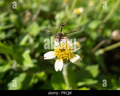 Asuncion, Paraguay. 10 luglio 2018. Il sole del pomeriggio ad Asuncion è abbondante, mentre l'hoverfly (Pseudodorus clavatus) si libra su tridax margherita o bottoni di coccodrillo (Tridax procumbens) che fioriscono i fiori nella capitale del Paraguay. Crediti: Andre M. Chang/Alamy Live News Foto Stock