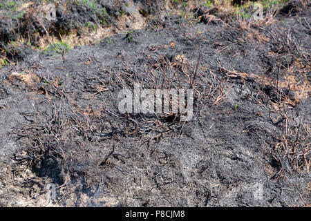 Sally Gap, Wicklow, Irlanda. 10 Luglio 2018: danni devastanti fatto dai recenti incendi gorse al Sally Gap in Wicklow Mountains. A covare ancora visibile in alcune parti con fumo deriva oltre l'bogland. Credito: Michael Grubka/Alamy Live News Foto Stock