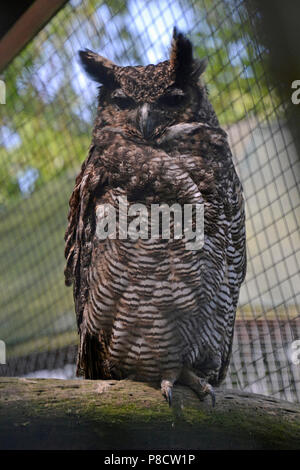 Magellan cornuto Gufo in una voliera presso il Raptor Foundation, Cambridgeshire, England, Regno Unito Foto Stock