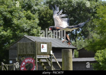 Bateleur Eagle presso il Raptor Foundation, Cambridgeshire, England, Regno Unito Foto Stock