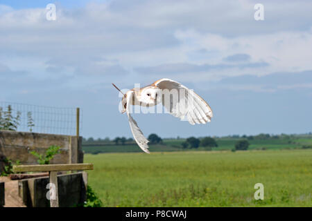 Barbagianni nel display di volo, presso la Fondazione Raptor, Cambridgeshire, England, Regno Unito Foto Stock