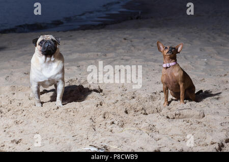 Città Carnikava, Lettonia. Due cani sedersi al Mar Baltico. White mops e brovn toy terrier. Foto di viaggio 2018. Foto Stock