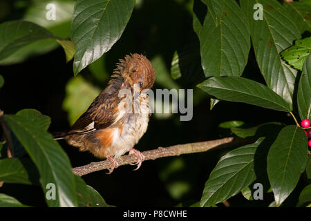 Un preening femmina orientale towhee Pipilo eritroftalmus. Foto Stock