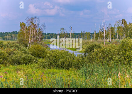 Un piccolo fiume canale, ricoperta con vari tipi di piante in background di un campo con un sacco di betulle . Per il vostro design Foto Stock