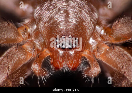 Spider, Drassodes sp.close-up mostra occhi sporgenti Foto Stock