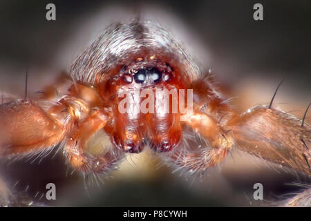 Spider, Drassodes sp.close-up mostra occhi sporgenti Foto Stock