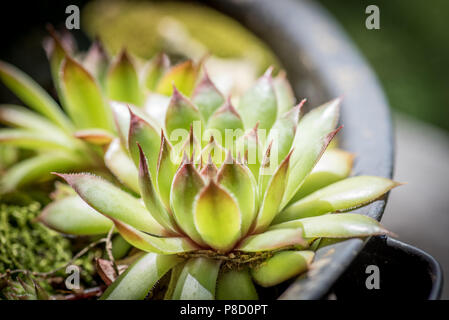 Polli e galline Fioritura in estate. New Jersey è il giardino stato degli Stati Uniti. Fiori di ogni tipo sono il modo in cui la natura del bene. Foto Stock