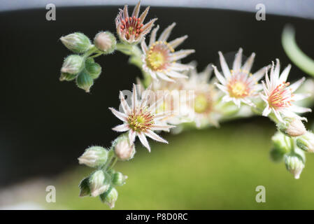 Polli e galline Fioritura in estate. New Jersey è il giardino stato degli Stati Uniti. Fiori di ogni tipo sono il modo in cui la natura del bene. Foto Stock