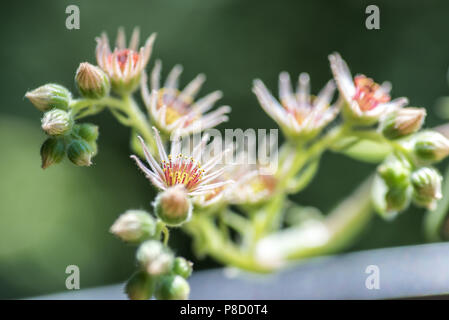 Polli e galline Fioritura in estate. New Jersey è il giardino stato degli Stati Uniti. Fiori di ogni tipo sono il modo in cui la natura del bene. Foto Stock