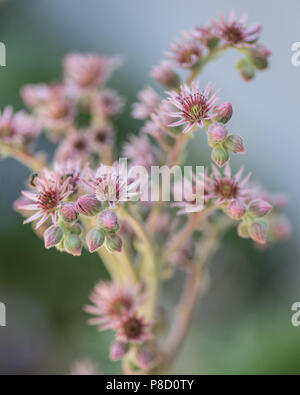 Polli e galline Fioritura in estate. New Jersey è il giardino stato degli Stati Uniti. Fiori di ogni tipo sono il modo in cui la natura del bene. Foto Stock