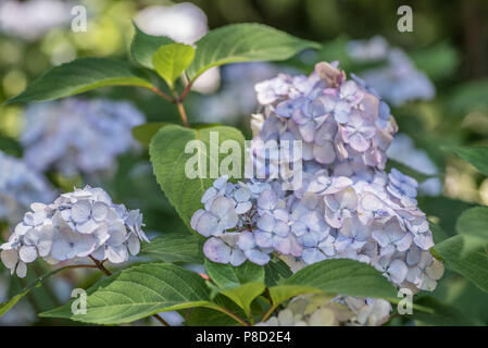 Ortensie blu giardini in estate. Rosa giardino di ortensie in primavera. Odore di fiori d'estate. Aggiungi rosa e blu per il montaggio a parete. Foto Stock