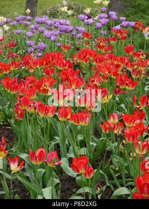 Più letti con un sacco di rosso e viola i tulipani su alte gambe con foglie verdi . Per il vostro design Foto Stock