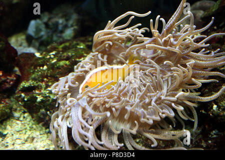 Luminose pesce dorato si nasconde tra alghe e conchiglie di mare in acquario . Per il vostro design Foto Stock