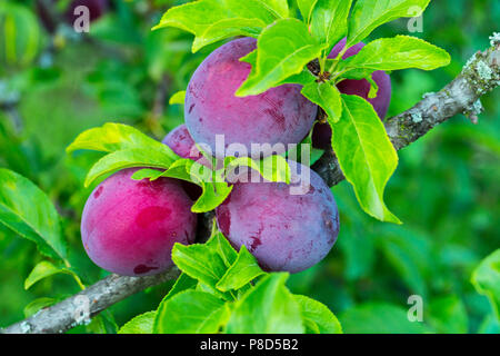 A pochi viola-rosa prugna bacche. Incredibilmente delizioso e sano frutta . Per il vostro design Foto Stock