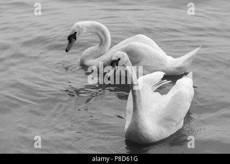 Due splendidi maestosi cigni bianchi nuotare in tutta la superficie acquosa . Per il vostro design Foto Stock