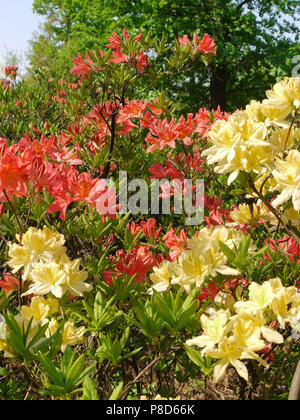 Bella cespugli di rosso giallastro con fiori foglie verdi contro lo sfondo di lussureggianti alberi di alto fusto. . Per il vostro design Foto Stock