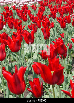 Elegante aiuola con magnifici tulipani rossi con ampia petali. Splendidi fiori che sarà un buon regalo per una donna amata. . Per il vostro design Foto Stock