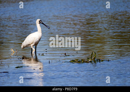 Royal spatola o nero fatturati Spatola (Platalea regia) in piedi in acqua, Lago Ellendale, Australia occidentale Foto Stock