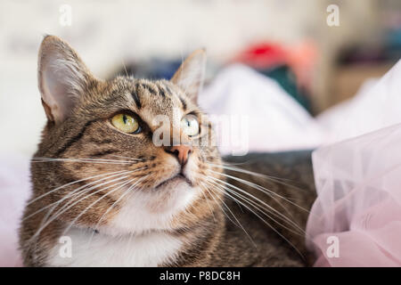 Tabby Gatto sdraiato sul letto e guardando la fotocamera Foto Stock