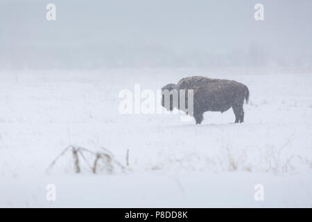 Un bisonte solitario in piedi in un campo durante una forte tempesta di neve. Il Parco Nazionale del Grand Teton, Wyoming Foto Stock