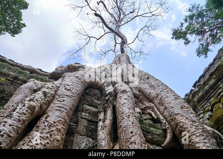 Albero che cresce sulla parte superiore della parete a Angkor Thom Foto Stock