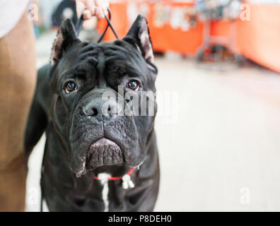 Il Cane Corso a dog show di Mosca. Foto Stock