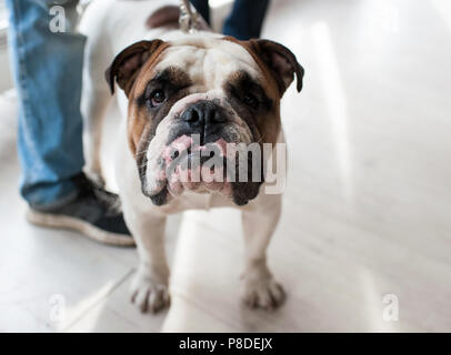 Bulldog inglese a dog show di Mosca. Foto Stock