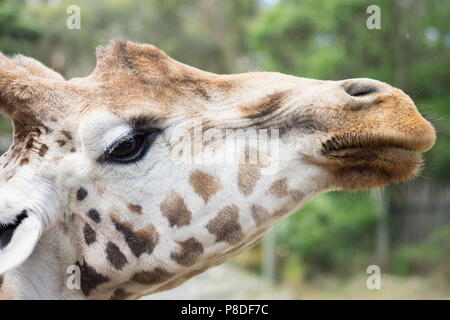 Close up lato immagine di profilo di una giraffa ritratto colpo alla testa. Foto Stock