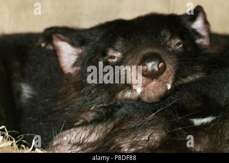 Chiudere l'immagine delle due diavoli della Tasmania (Sarcophilus harrisii) dormire nei loro den. Foto Stock