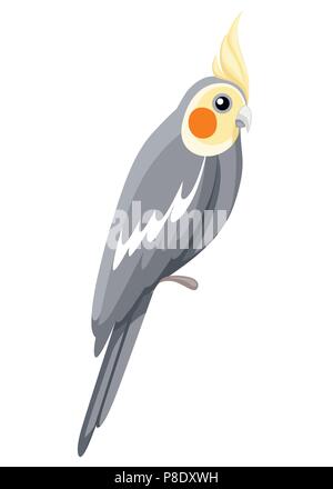 Cockatiel parrot bird. Parrot sul ramo poster, libri per bambini che illustra. Uccello tropicale in stile cartone animato. Isolato su sfondo bianco. Illustrazione Vettoriale