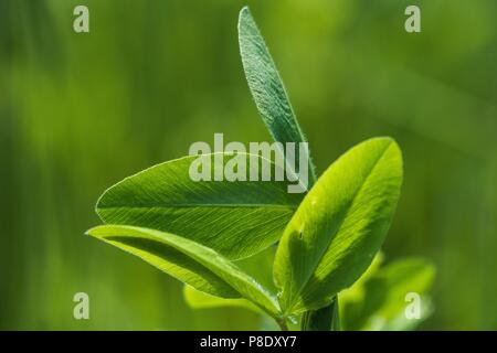 In prossimità di una reale Verde foglie di trifoglio Foto Stock