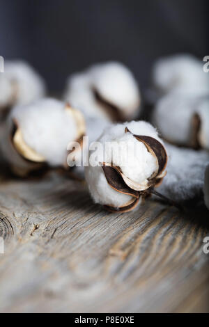 Pianta di cotone bolls su una superficie di legno. Primo piano Foto Stock