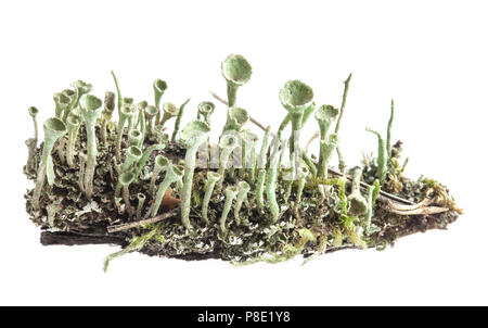 Licheni Cladonia chlorophaea (Flörke ex Sommerf.) farinoso Pixie-cup Lichen isolati su sfondo bianco Foto Stock