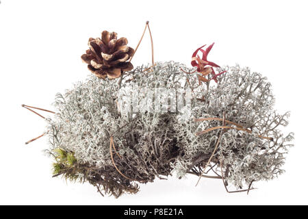 Licheni delle renne (Cladonia rangiferina) isolato su sfondo bianco Foto Stock