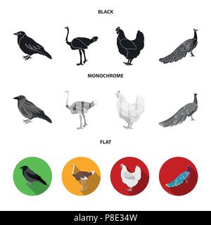 Crow, struzzo, pollo, Peacock. Gli uccelli set di icone di raccolta in nero, piatta e monocromatica vettore stile simbolo illustrazione stock . Illustrazione Vettoriale