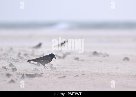 Carrion crows (Corvus corone) in una tempesta di sabbia in cerca di cibo, Isola di Helgoland, Schleswig-Holstein, Germania Foto Stock