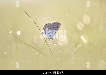 Comune di blue butterfly (Polyommatus icarus) seduto su una lama di erba, Raná u Loun, Repubblica Ceca Foto Stock