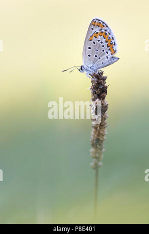 Argento-blu chiodati (Plebejus argus) seduto su una lama essiccati di erba, Raná u Loun, Repubblica Ceca Foto Stock