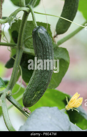 Cetrioli freschi coltivati biologicamente sul traliccio verticale nel giardino. Estrema profondità di campo con il fuoco selettivo su cetriolo. Foto Stock