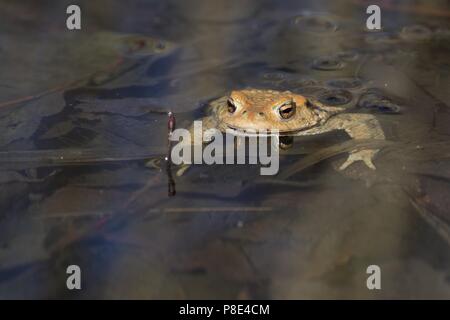 Il rospo comune (Bufo bufo), piscina in acqua, Hesse, Germania Foto Stock