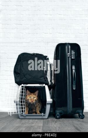 Lo zenzero cat in un contenitore per il trasporto al centro di bagagli Foto Stock