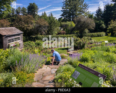 Uomo che guarda i fiori in Berkshire Giardino Botanico, a 15 acri di giardino botanico a Stockbridge, Massachusetts Foto Stock