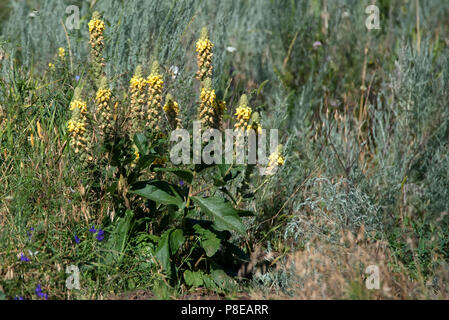 Mullein comune o Molène thapsus fiore Foto Stock