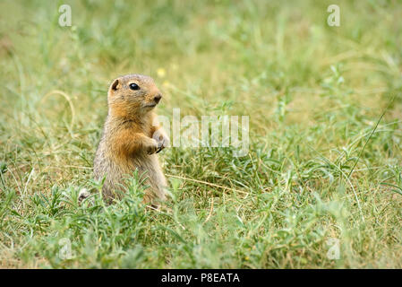 Un simpatico gopher sorge in erba nella steppa Foto Stock