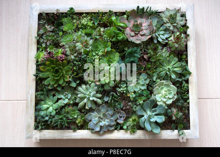 Varie le piante succulente disposti in immagine vivente composizione con legno telaio beige Foto Stock