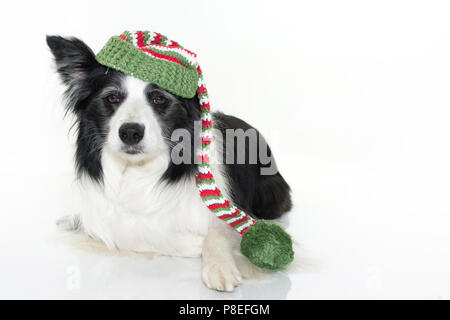 Carino Border Collie cane INDOSSANDO UN NATALE DI SANTA HAT isolati su sfondo bianco. STUDIO SHOT. Copia dello spazio. Foto Stock