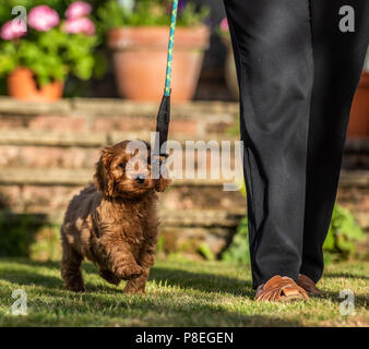 Un rosso giovane cucciolo Cockapoo essere giocoso in suoi proprietari giardino nel suo giardino dei proprietari Foto Stock
