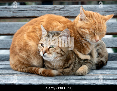 Gatto cieco la posa su un altro gatto Foto Stock